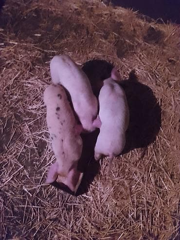 шамо цыплята: Продаю | Поросенок | Для разведения — 2