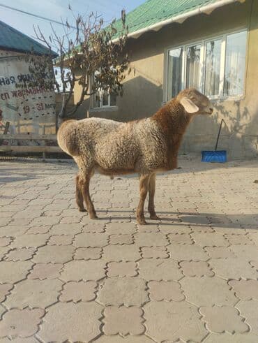 животные в добрые руки: Продаю | Ягненок, Баран (самец) | Арашан | Племенные, Осеменитель — 1