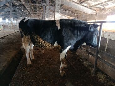 племенные коровы молочные купить: Продаю | Бык (самец) | Полукровка | На откорм | Привязанные — 3