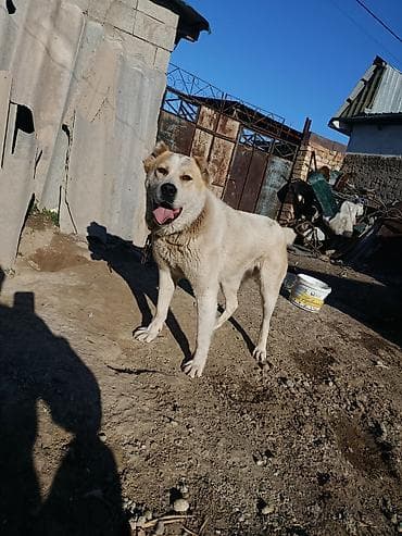 бигль бишкек: Алабай — 4