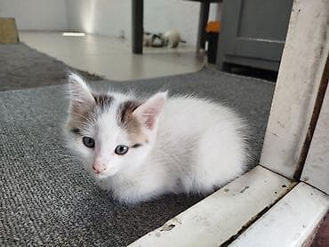 Үй жаныбарлары: Котята, домашние, короткошёрстные. Описание: - Окрас — 1