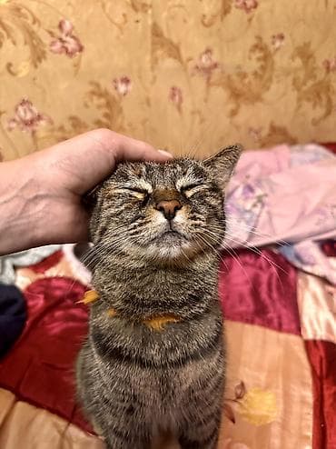 scottish fold: 5 лет, Девочка — 5
