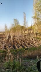 Саженцы деревьев: Берёзы