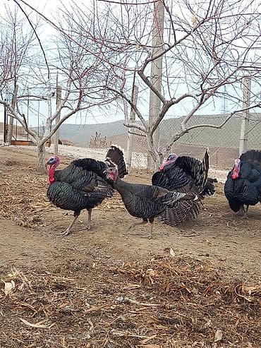 клетка для курицы: Продаю | Индюк (самец) | Бройлерная | Для разведения | Племенные — 2