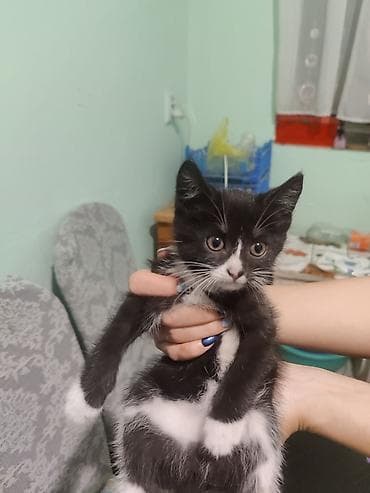 као мани: Кошка даром: Беспородная, 1 месяц, Девочка, Приучена к лотку — 3