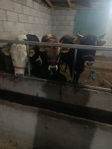 шведская корова: Продаю | Бык (самец) | На откорм | Привязанные — 1