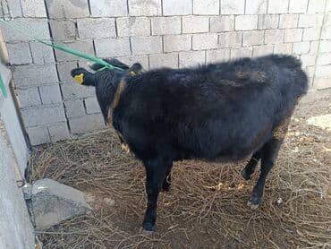 продаю связи с переездом: Сатам | Кунаажын | Бордоп семиртүү үчүн | Кысыр, Байланган — 3