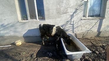 коровы каракол: Продаю | Музоо, торпок | Полукровка | На откорм — 1