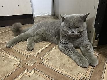 мышык парода: Скотиш Страйт (Шотландиялык тик кулактуу), 6 айлык, Ургаачы — 5