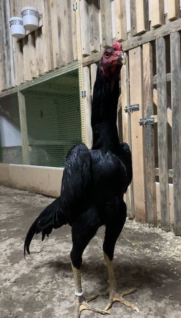 где можно купить собаку хаски: Продаю | Петух | Бойцовая | Для разведения — 2