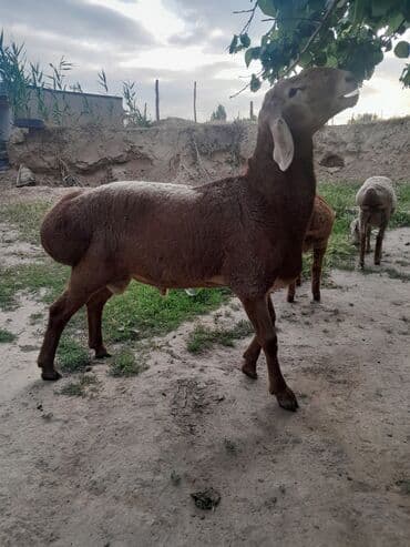 домики для хомяков: Продаю | Баран (самец) | Для разведения — 7