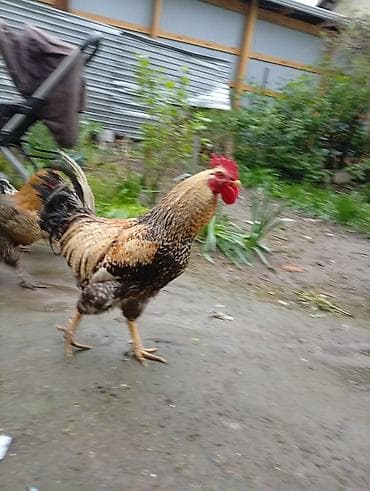Продаю | Петух