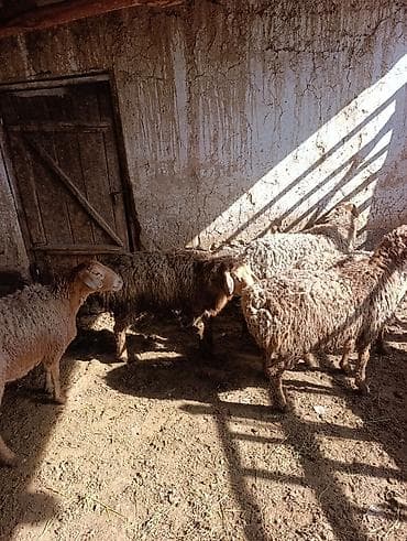 швицкая порода коров цена: Продаю | Овца (самка) | Для разведения | Матка — 5