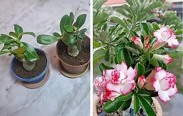 музыка ветра: Продается комнатная ель араукария женское счастье, шефлера — 8