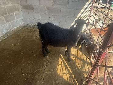 чипы для животных: Продаю | Коза (самка) | Для разведения | Племенные — 2