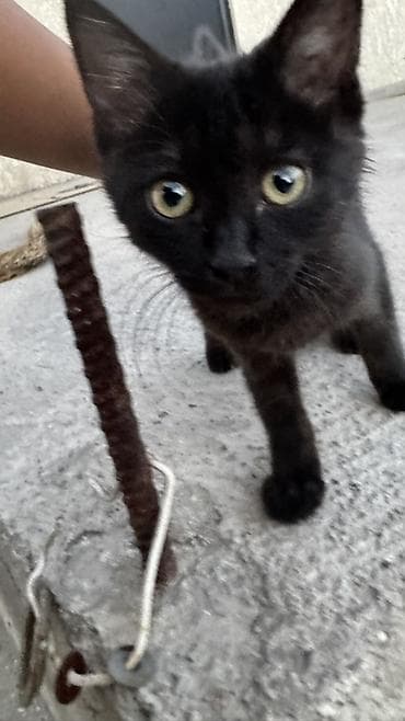 кошка котёнок: 🩷🩷Милый котик ищет дом и любищего хозяина🩷🩷🩷 Очаровательный чёрный — 3