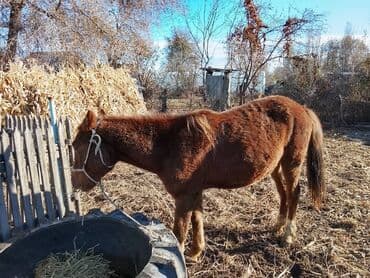купить собаку для охоты: Продаю | Жеребенок | Полукровка | Рабочий — 5