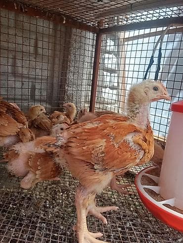 куплю корм для животных: Продаю | Цыплята | На забой — 8