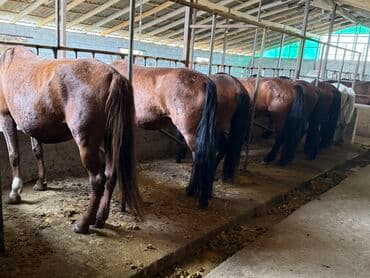 собака доберман сколько стоит: Продаю | Кобыла (самка) | Рабочий — 3