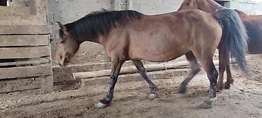 кой обмен: Продаю | Кобыла (самка) | Полукровка | Рабочий — 4