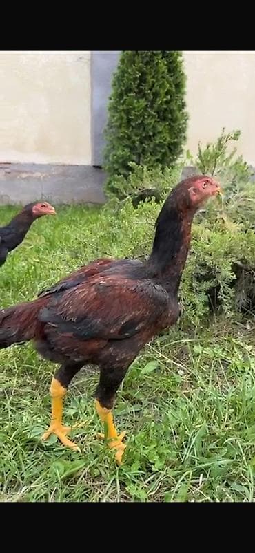 ахилес ат: Продаю | Куры | Бойцовая | Для разведения — 1