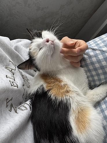 кошке: Кошка даром: Беспородная, Девочка, Приучена к лотку — 1