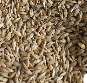 курьерские пакеты оптом: Арпа сатылат,жемге,мушоктолгон. Ячмень для корма,в мешках — 1