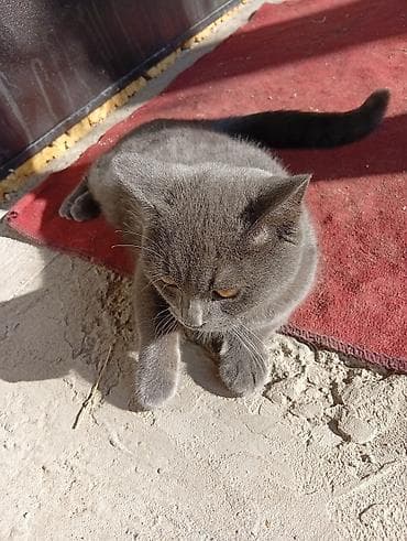 Британская короткошёрстная, 7 месяцев, Мальчик, Голубой, Приучена к лотку