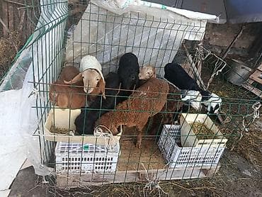 корейские куры: Продаю | Ягненок | Для разведения — 5