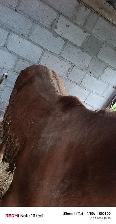 кошки домашние: Продаю | Жеребенок — 1