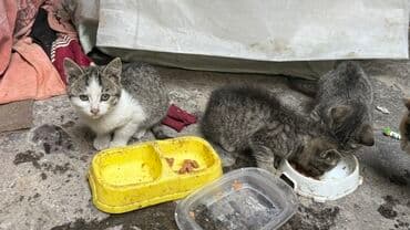 Котята, пушистые малыши серых и белых окрасов. Описание: - Возраст at lalafo.kg Котята, пушистые малыши серых и белых окрасов. Описание: - Возраст