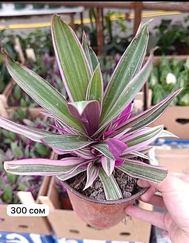 купить пальму: Комнатные растения в горшках. - Саговник (цикос/саго-пальма) — 9