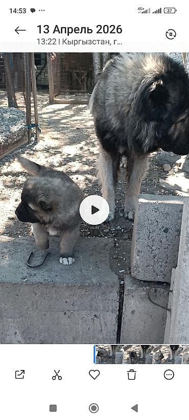 токмок собака: Тяньшанский медведь 🐻 открыто бронирование щенков кавказской — 4