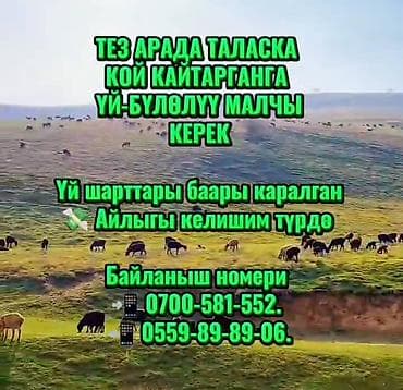 работа с проживаним: Требуется Пастух, Оплата: Сдельная — 1