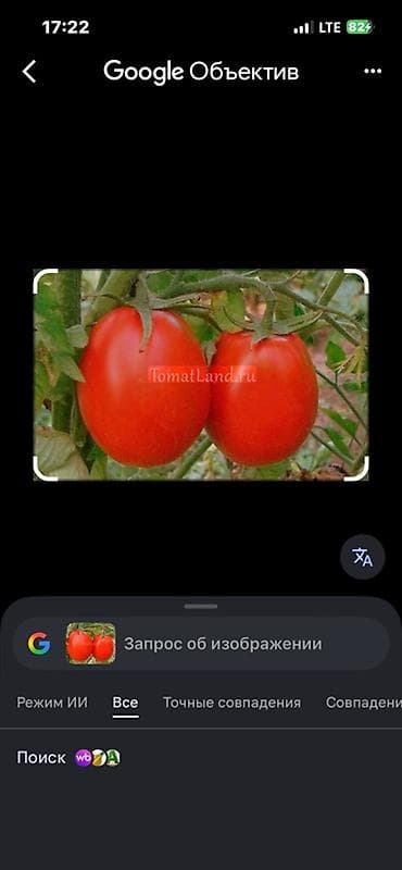 скупка цветов: Семена — 4