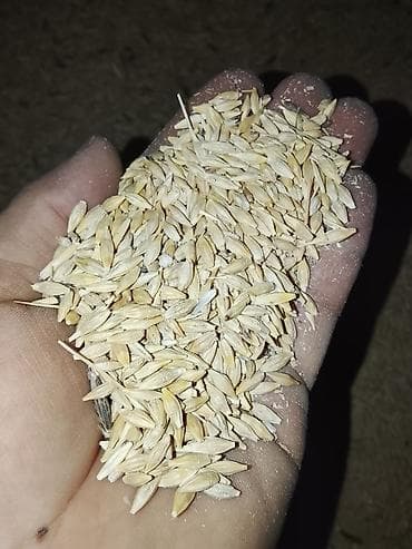 рисовый отрубь: Арпа сатылат 1 тонадан ашат мишоко салынган. Доставка суйлошобуз — 1