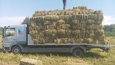 Заказ алабыз чоп тартканы