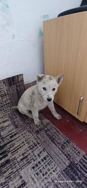 сколько стоит собака хаски: Щенки В ДОБРЫЕ РУКИ смесь с хаски помёт из 3 малышей. Окрас: - чёрный — 3