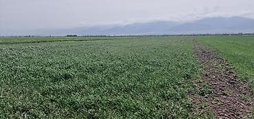 450 соток, Для сельского хозяйства, Тех паспорт, Договор купли-продажи