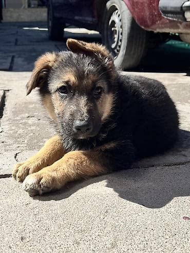 немецкая овчарк: Немецкая овчарка, 2 месяца, Самка — 3