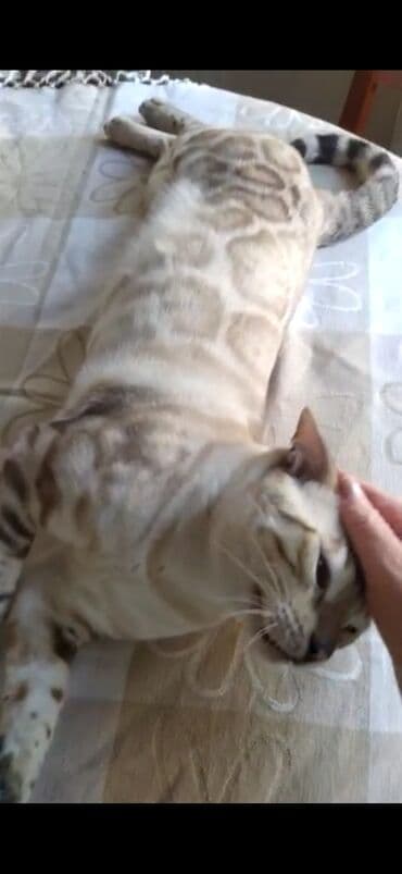 английский бульдог бишкек: Бенгальская, 2 года, Мальчик, Белый, Кастрирована, Проглистована, С документами — 4