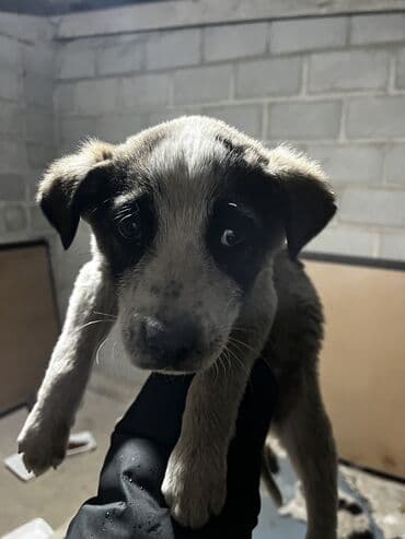 сколько стоит щенок хаски в бишкеке: Щенки дворняги ждут свой новый дом. Нашел на мусорке их. Согрел — 1
