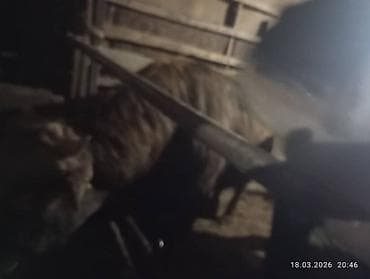 животные на р: Продаю | Бык (самец) | Для разведения | Племенные — 6