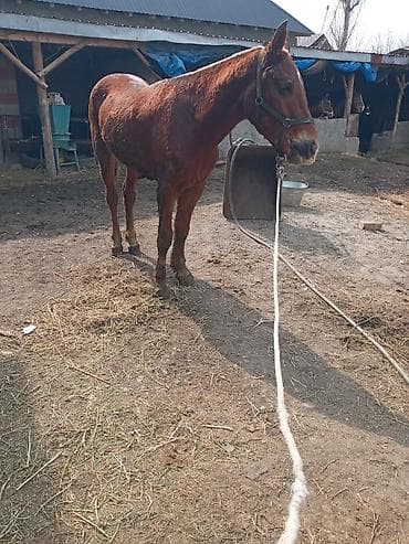 баран рамановский: Продаю | Кобыла (самка) | Рабочий — 3