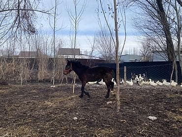 Башка жаныбарлар: Сатам | Тай | Көбөйтүү үчүн — 10