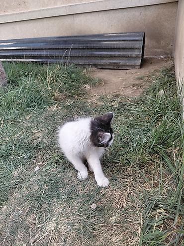 scottish fold: Кошка даром: Беспородная, Мальчик — 5