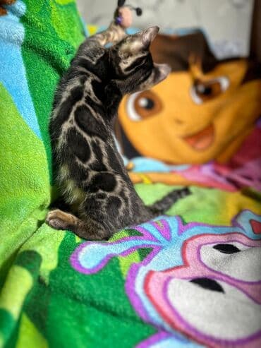 сколько стоит котенок британской золотой шиншиллы: Бенгальская, 3 месяца, Девочка, Шоколадный, С документами, Приучена к лотку, Проглистована — 8