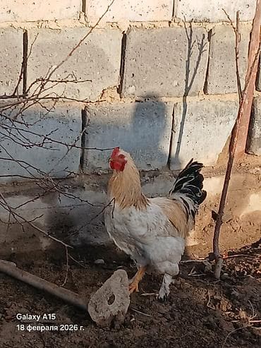 орпингтон куры: Продаю | Куры, Петух | Брама | Для разведения — 9