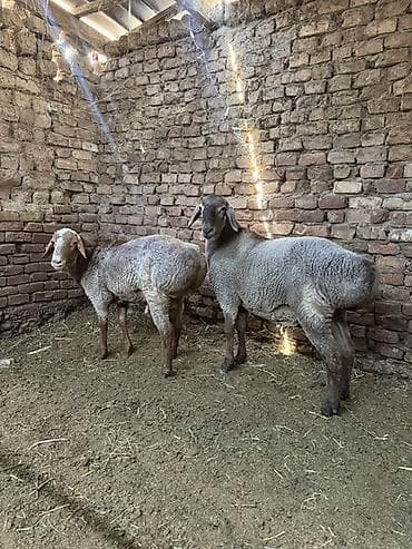 собаки самки: Продаю | Баран (самец) — 1