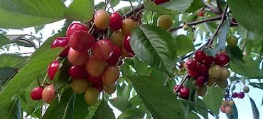 дом и сад: В связи с выездом продаётся частный дом с участком. - Двухэтажный — 9